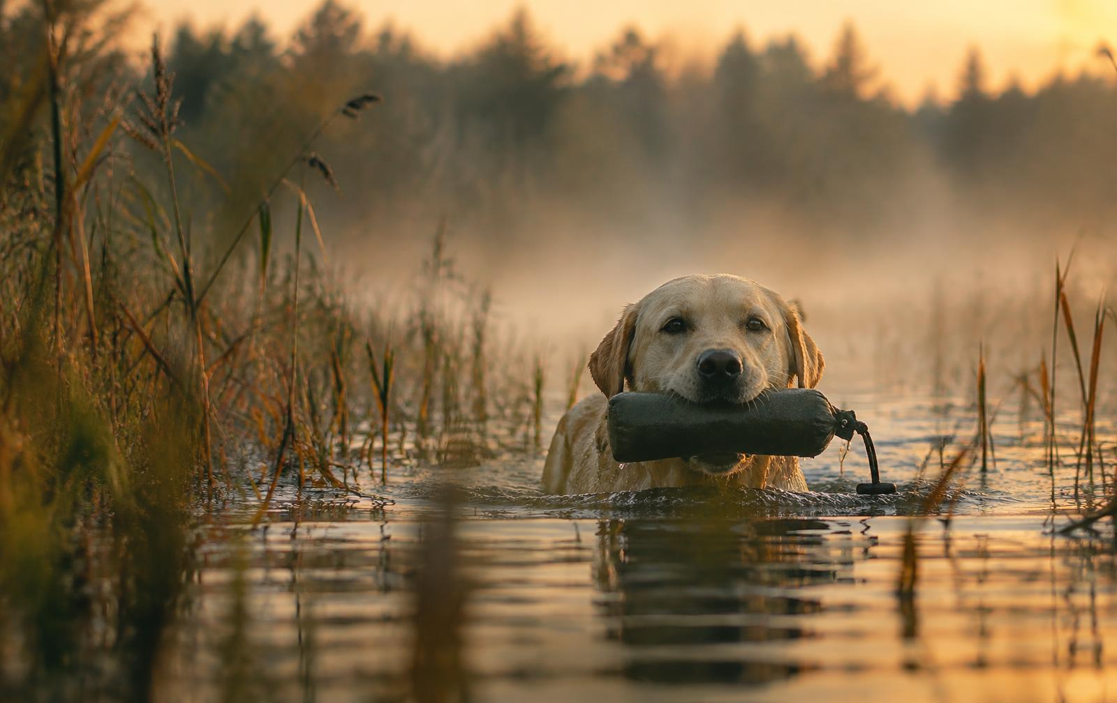 Labrador simmar tillbaka med en dummy genom vassen i gryningen